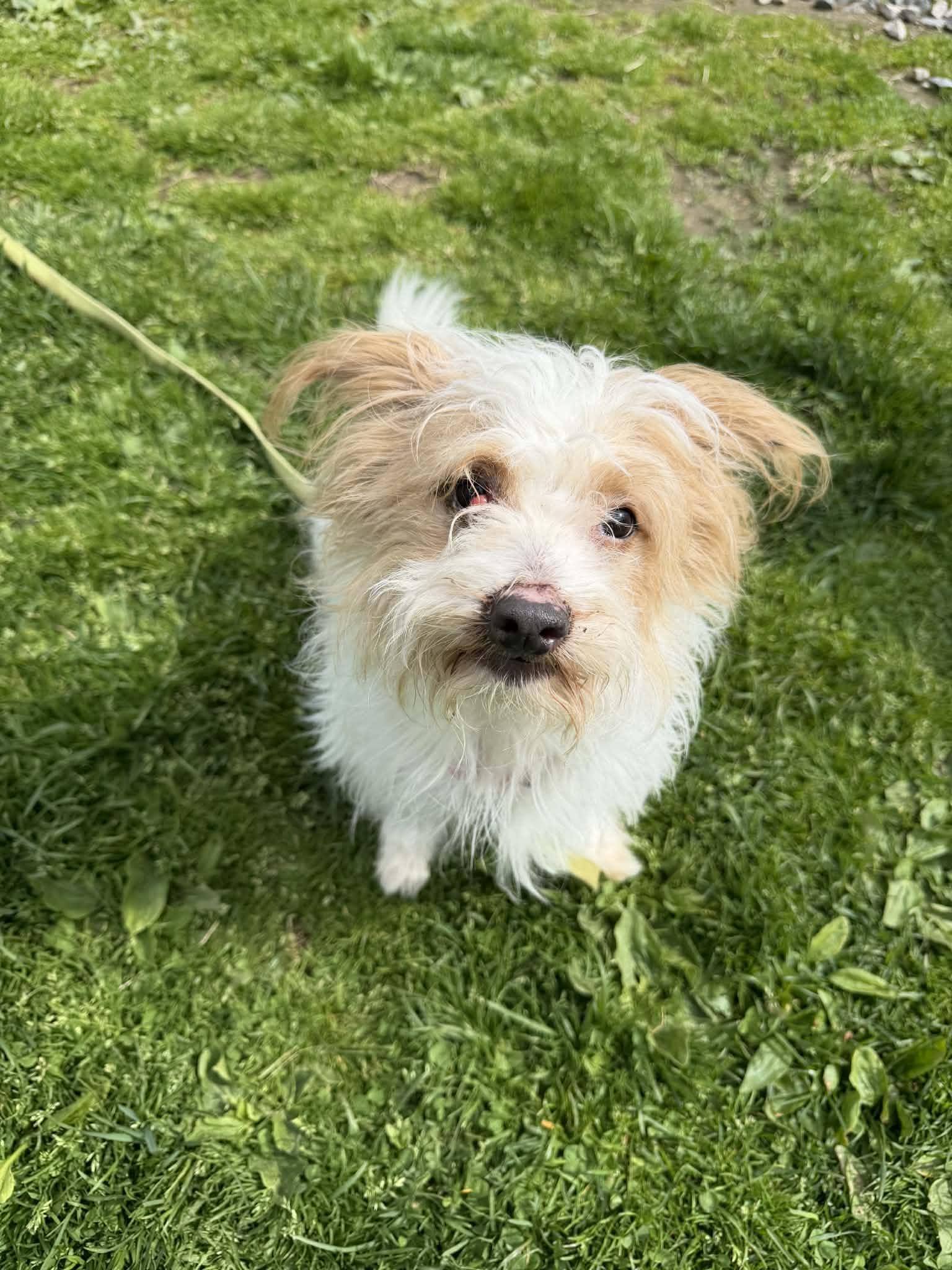 ALICE Brady Bunch, a Adopted mixed breed in Terryville, CT image 6/6
