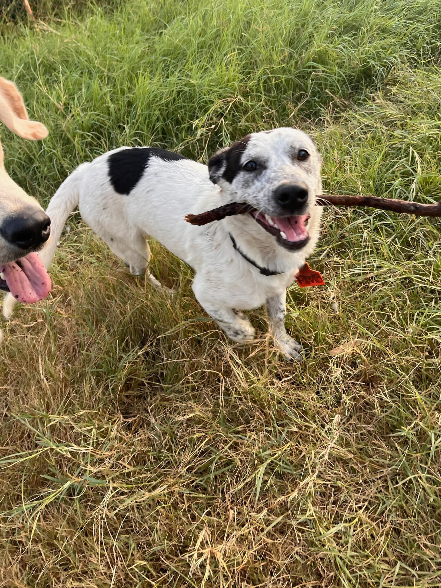 Pinto, Adopted, Adult Male Australian Cattle Dog / Blue Heeler.