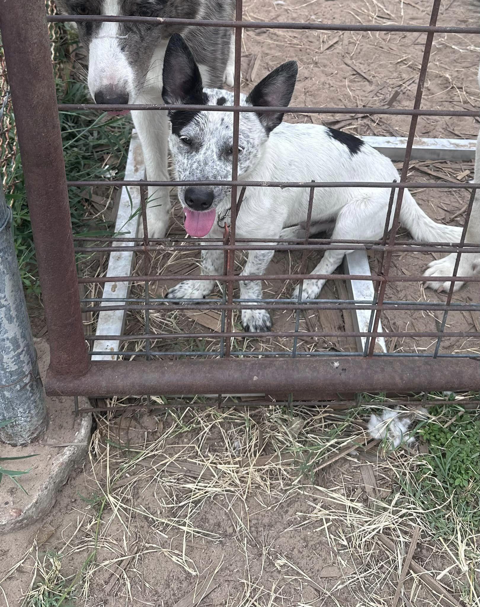 Enlarge Pinto, a Adopted Australian Cattle Dog / Blue Heeler in Bradenton, FL image 2/6