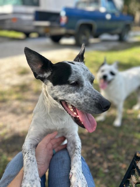 Enlarge Pinto, a Adopted Australian Cattle Dog / Blue Heeler in Bradenton, FL image 3/6