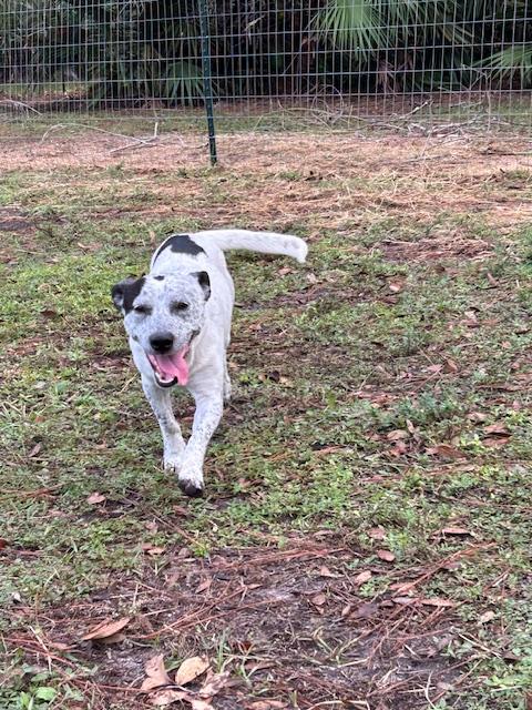 Enlarge Pinto, a Adopted Australian Cattle Dog / Blue Heeler in Bradenton, FL image 4/6