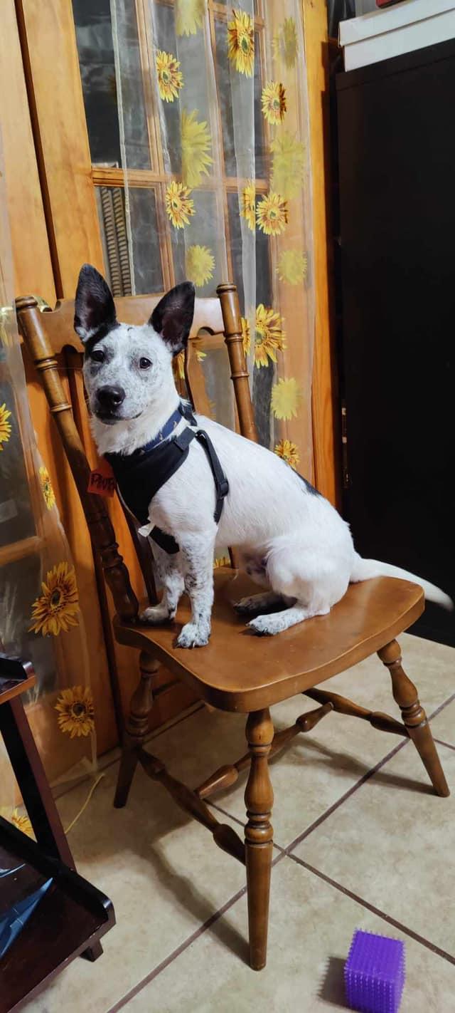 Enlarge Pinto, a Adopted Australian Cattle Dog / Blue Heeler in Bradenton, FL image 6/6