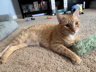 Enlarge Toyota 5.10.21, a Adoptable Domestic Short Hair in Apopka, FL image 1/1