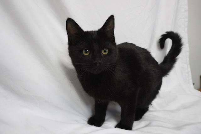 Enlarge Thiya, a ADOPTABLE Domestic Short Hair in Denver, CO image 2/3