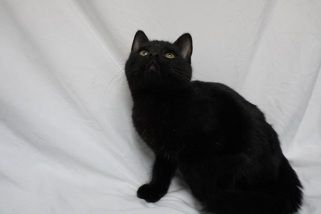 Enlarge Thiya, a ADOPTABLE Domestic Short Hair in Denver, CO image 3/3