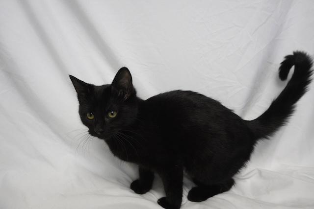 Thiya, ADOPTABLE, Kitten Female Domestic Short Hair.