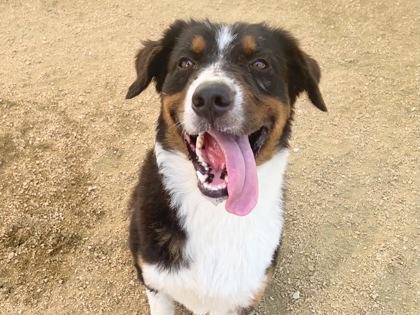 Justy, adopted, Adult Male Mixed Breed.