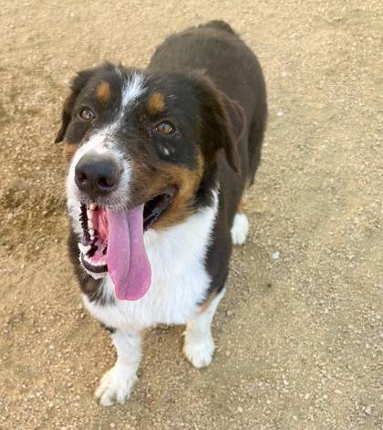 Justy, an adopted Mixed Breed in Georgetown, TX image 3/3