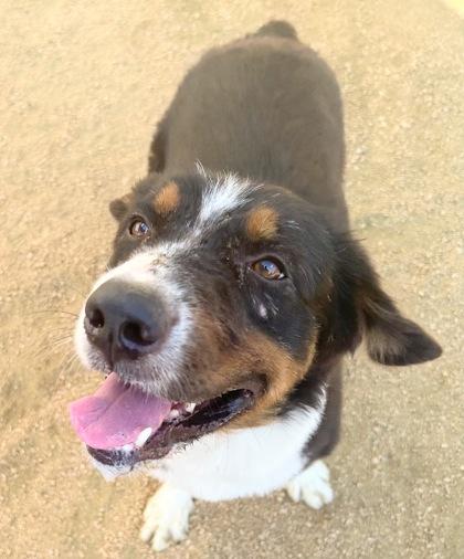 Justy, an adopted Mixed Breed in Georgetown, TX image 2/3