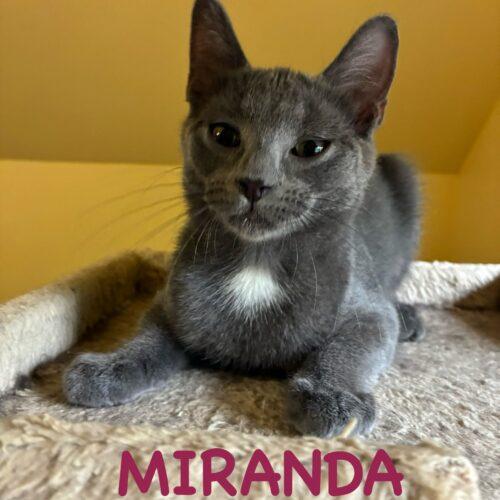 Enlarge Miranda, a Adoptable Domestic Short Hair in Kenosha, WI image 1/2