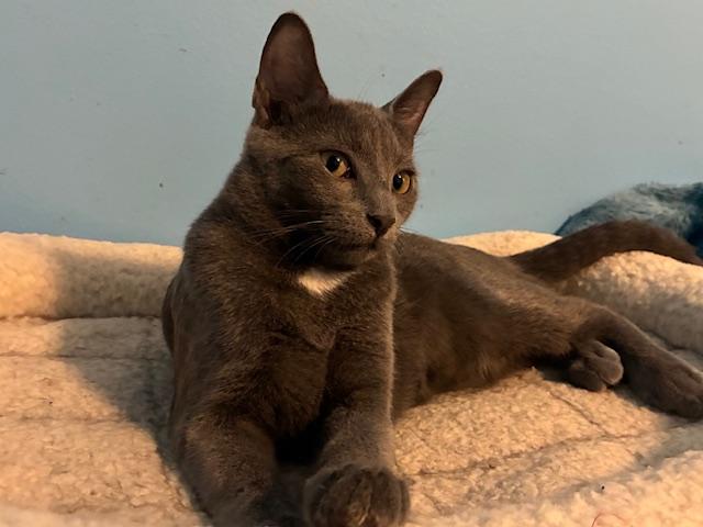 Enlarge Miranda, a Adoptable Domestic Short Hair in Kenosha, WI image 2/2