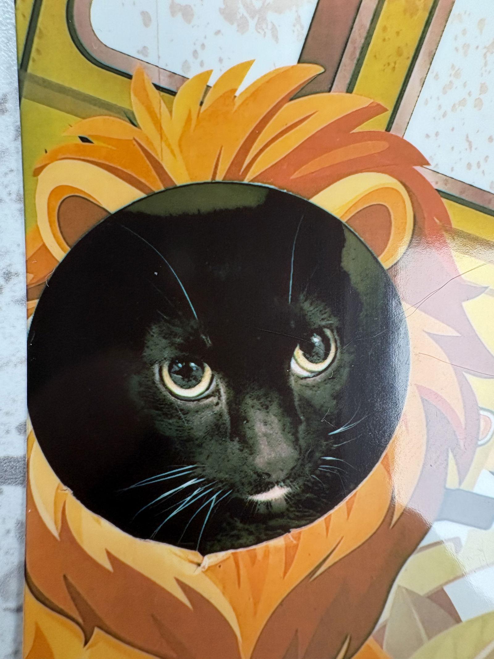 Tycoon, Adoptable, Young Male Domestic Short Hair.