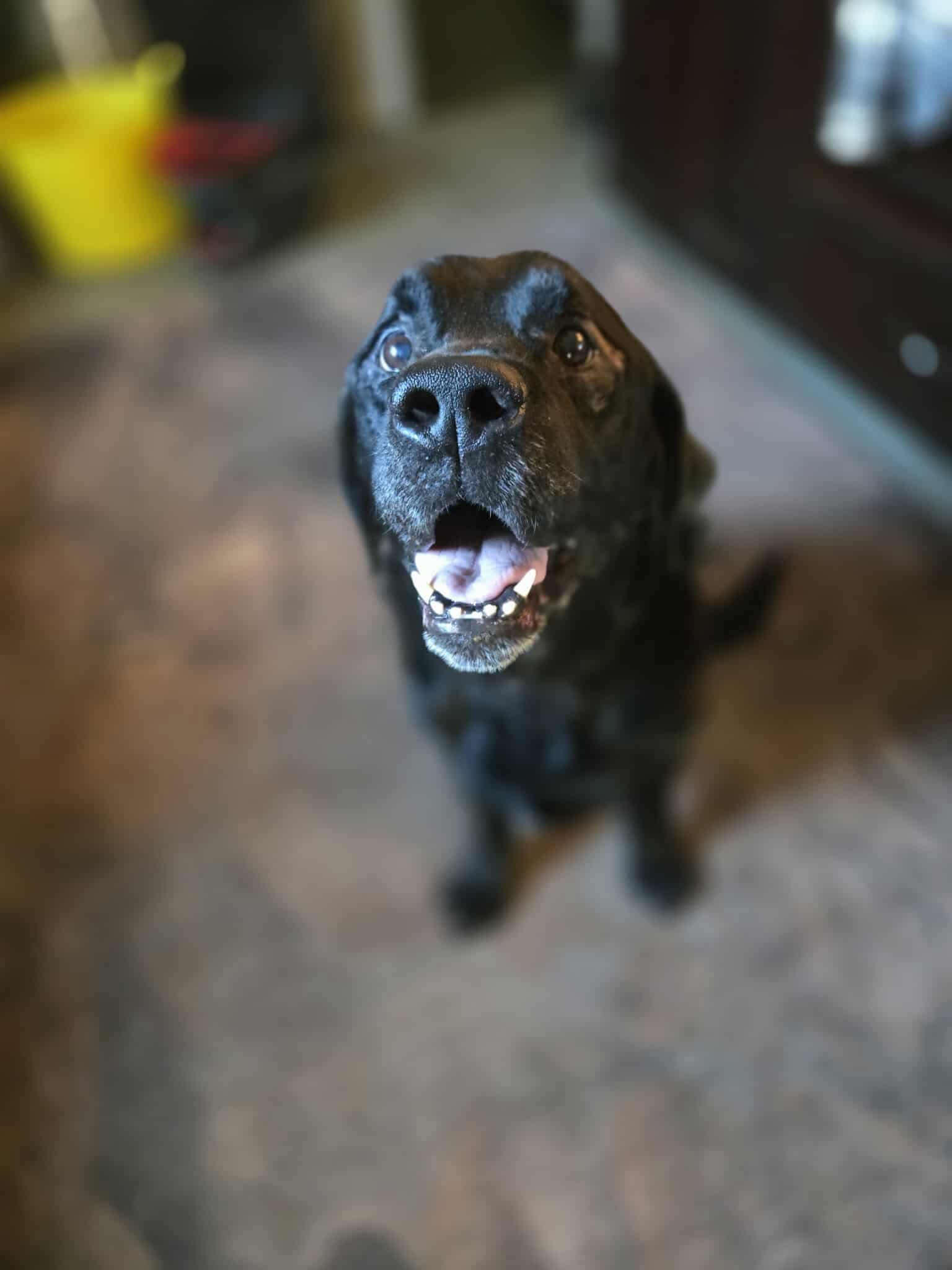 Luther