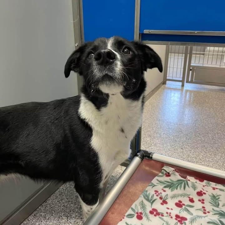 Enlarge Raven, a Adoptable Border Collie in Prineville, OR image 2/3