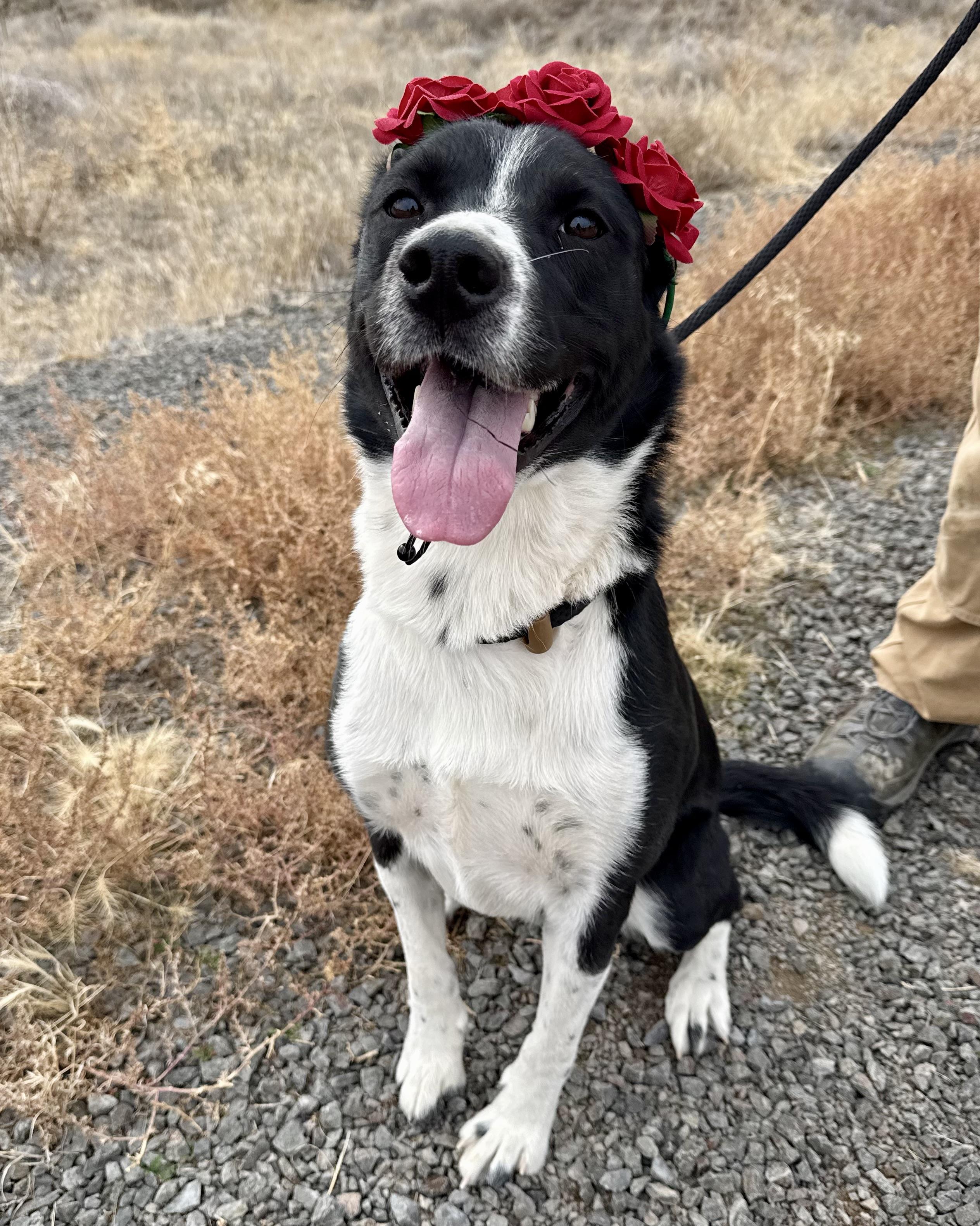 Raven, Adoptable, Adult Female Border Collie.