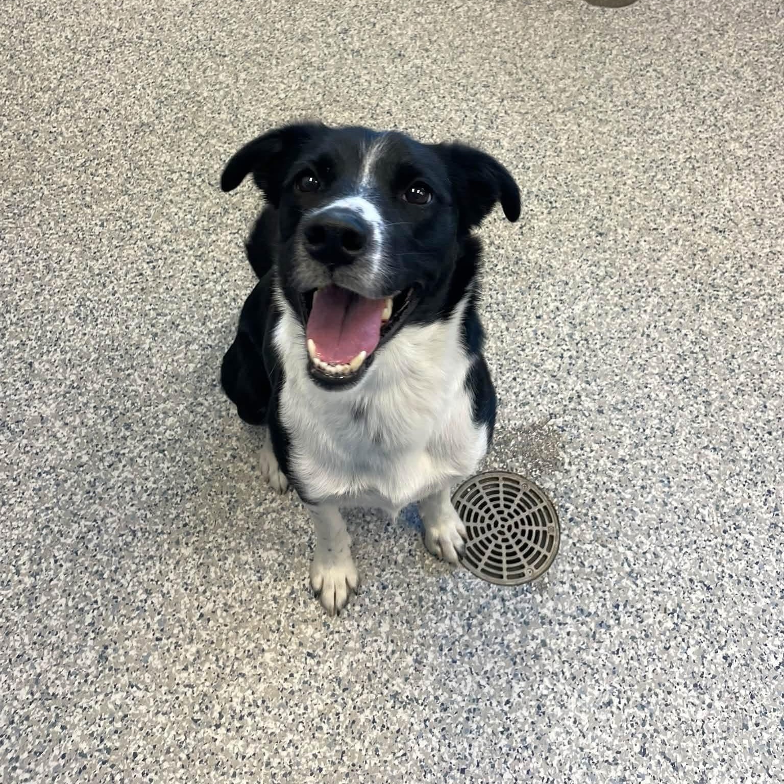 Raven, Adoptable, Adult Female Border Collie.