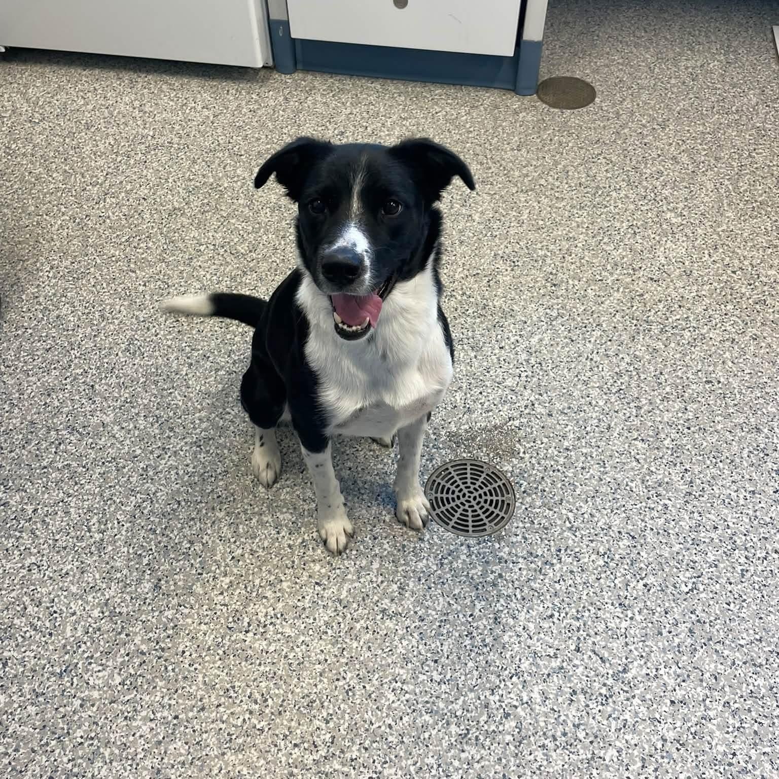 Enlarge Raven, a Adoptable Border Collie in Prineville, OR image 3/3