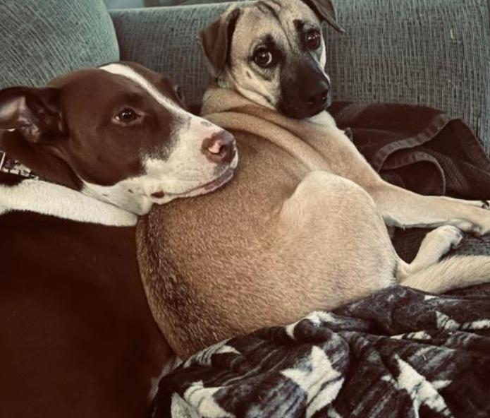 Annie, a Adoptable mixed breed in Ocala, FL image 2/4