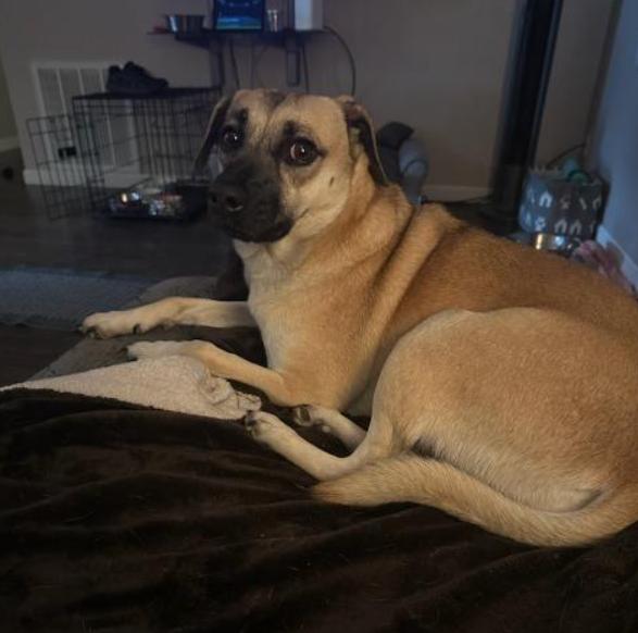 Annie, a Adoptable mixed breed in Ocala, FL image 4/4