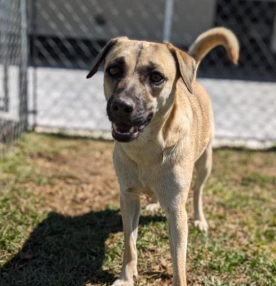 Annie, a Adoptable mixed breed in Ocala, FL image 3/4