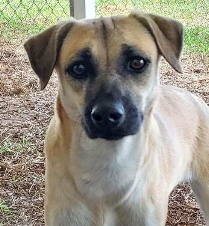Annie, a Adoptable mixed breed in Ocala, FL image 1/4