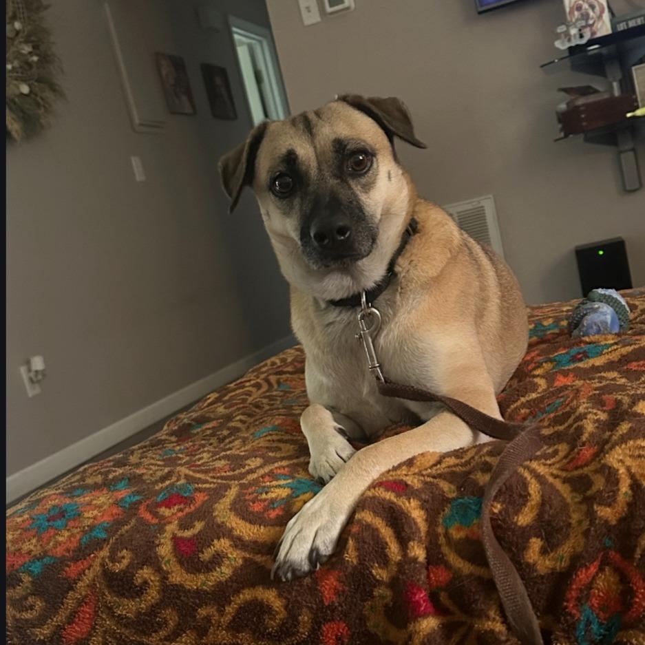 Enlarge Annie, a Adoptable mixed breed in Ocala, FL image 1/5