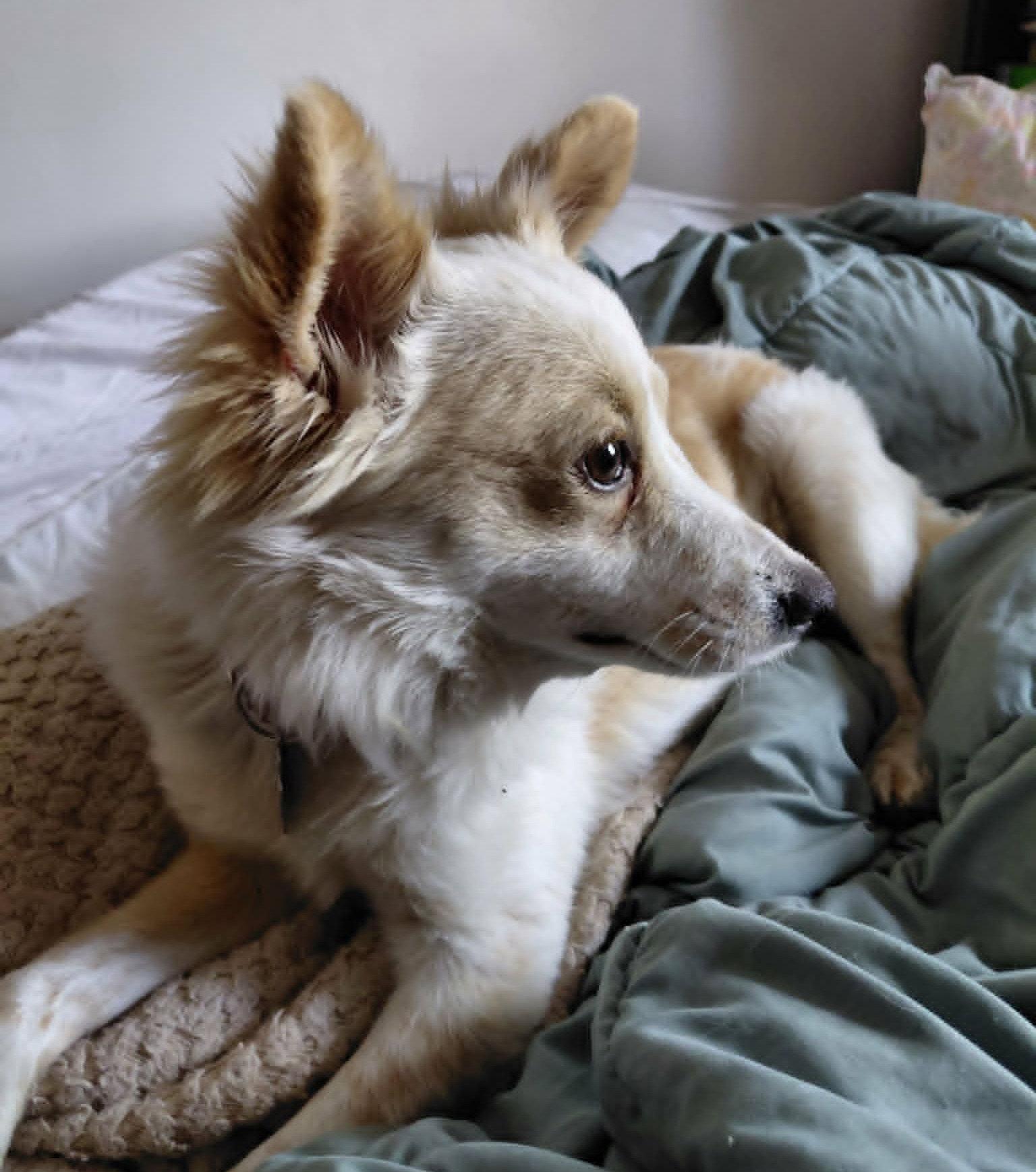 Lucy, Adopted, Adult Female Chihuahua.