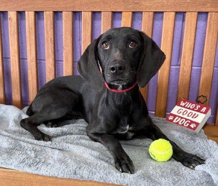 **MOXIE**, Adoptable, Young Female Pointer & Labrador Retriever.
