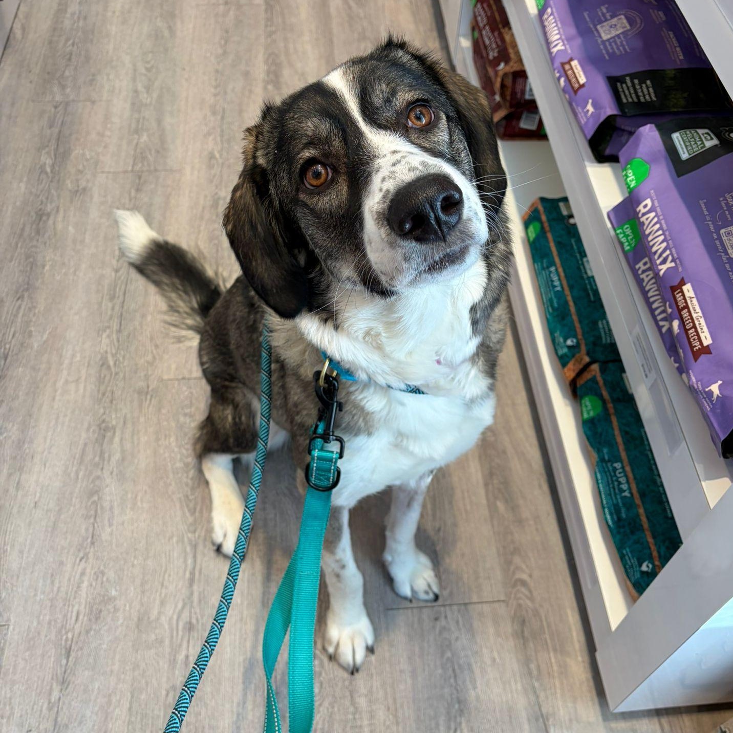 Enlarge Athena, a Adoptable mixed breed in Aurora, ON image 2/6