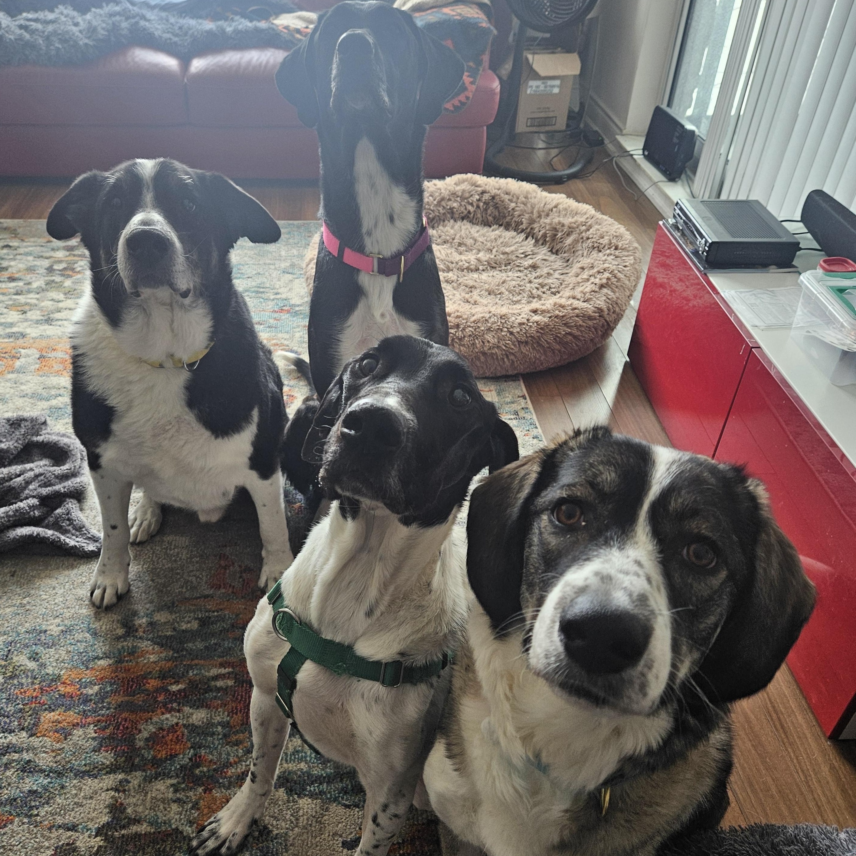 Enlarge Athena, a Adoptable mixed breed in Aurora, ON image 4/6