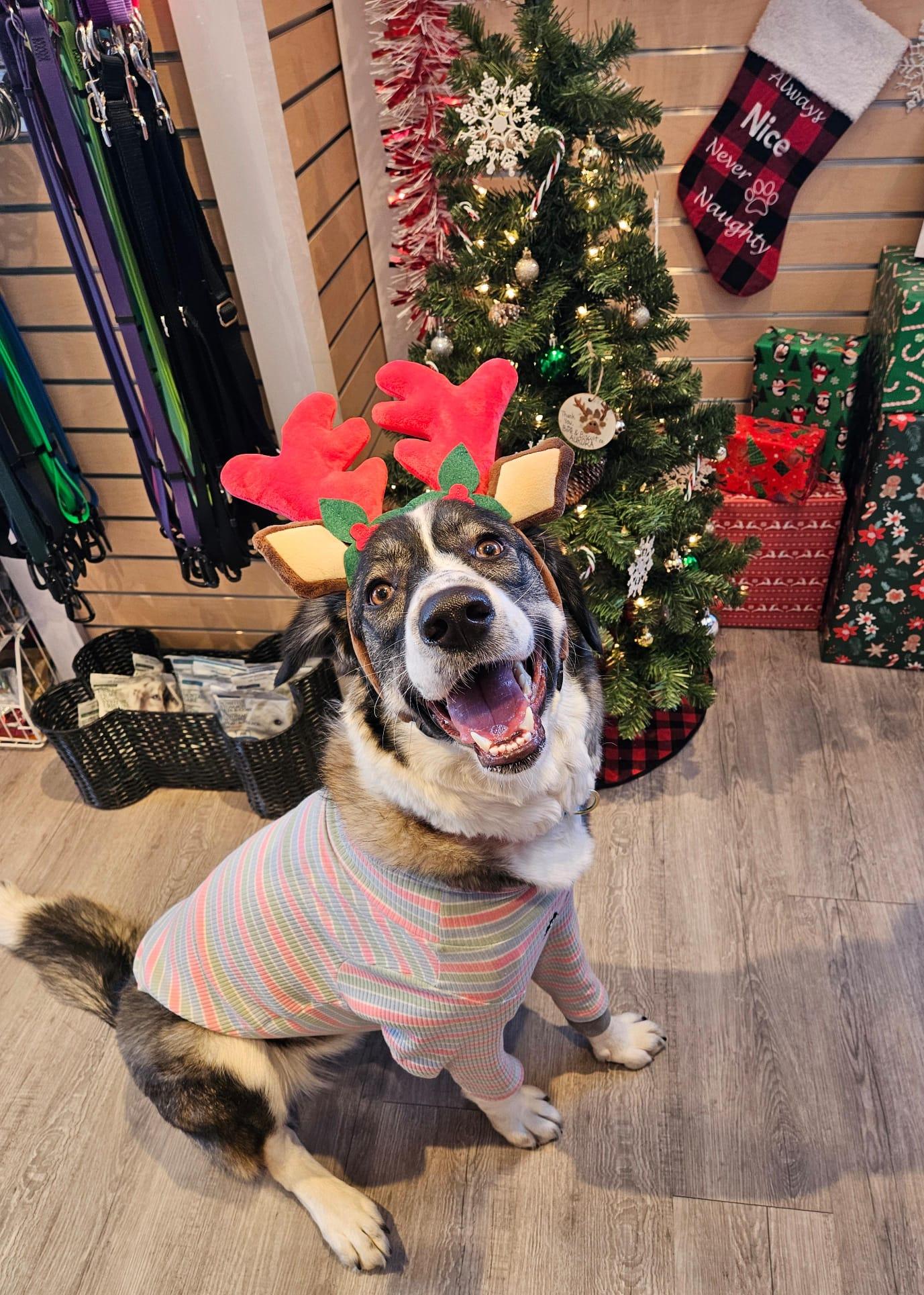 Enlarge Athena, a Adoptable mixed breed in Aurora, ON image 6/6