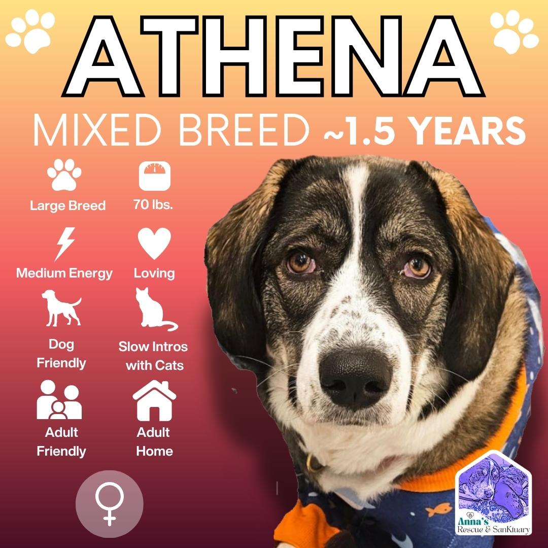 Athena, Adoptable, Young Female Mixed Breed & Anatolian Shepherd.