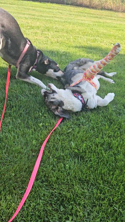 Enlarge Athena, a Adoptable mixed breed in Aurora, ON video 3/6