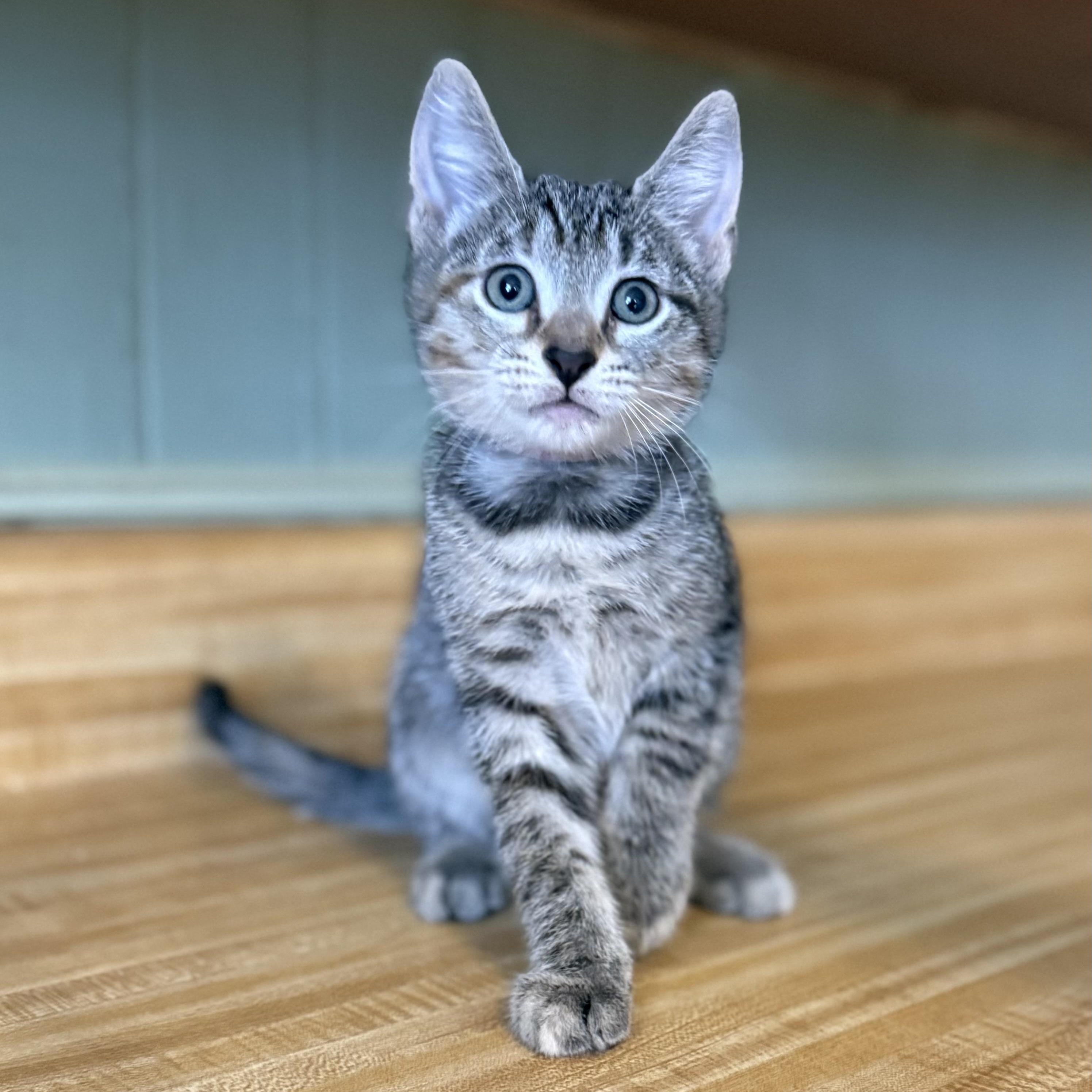 Enlarge Willow, a Adoptable Domestic Short Hair in Clinton, NC image 2/3
