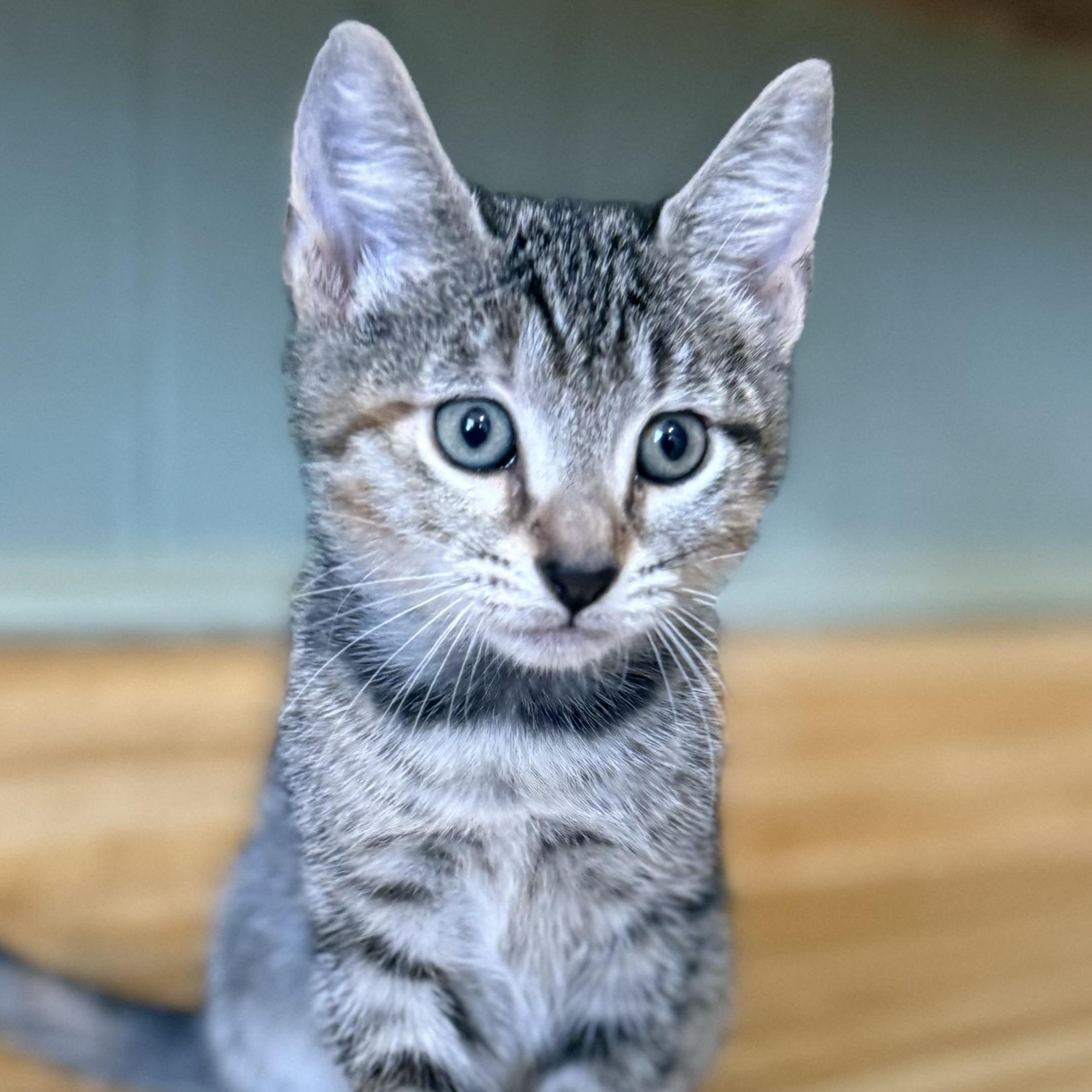 Enlarge Willow, a Adoptable Domestic Short Hair in Clinton, NC image 1/3