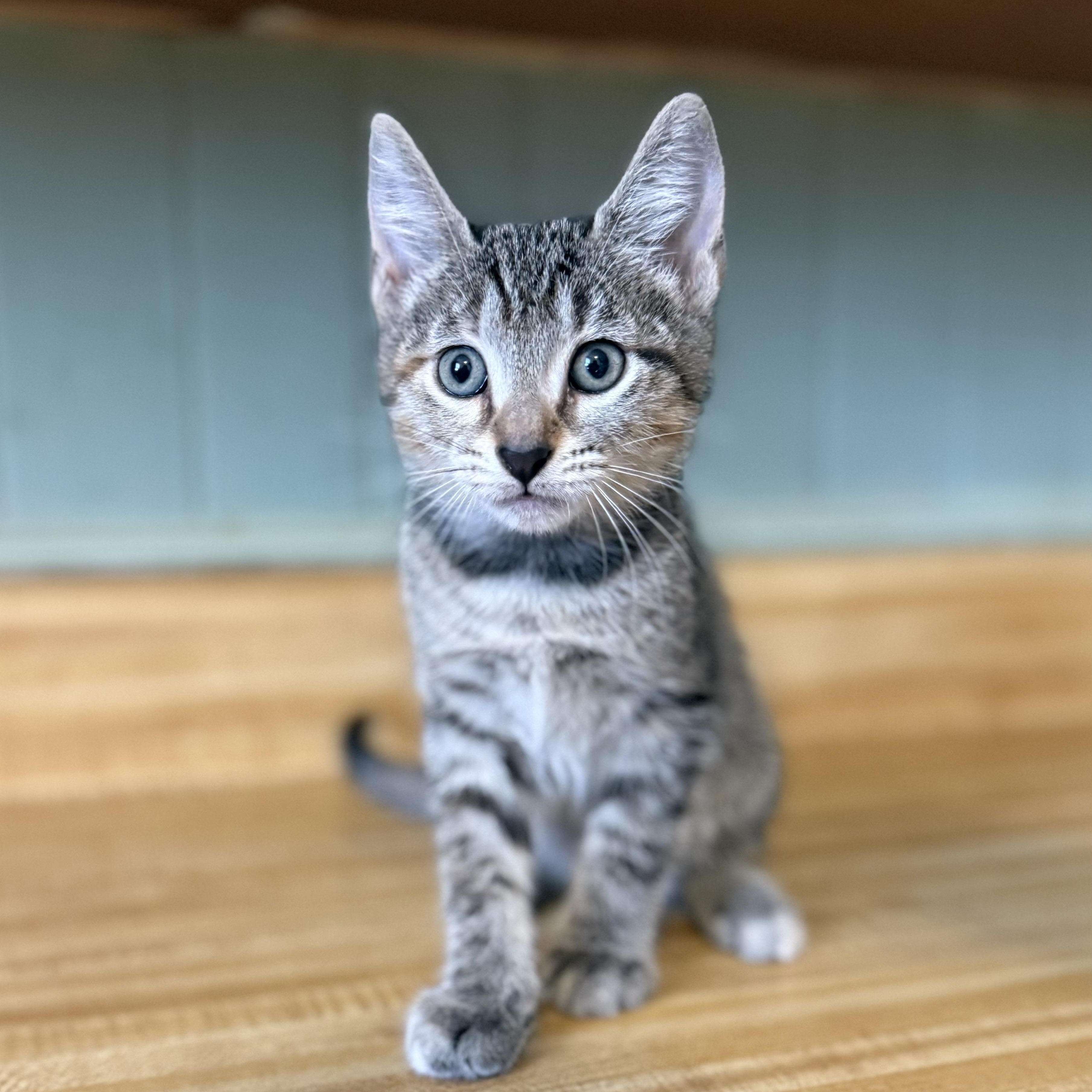 Enlarge Willow, a Adoptable Domestic Short Hair in Clinton, NC image 3/3