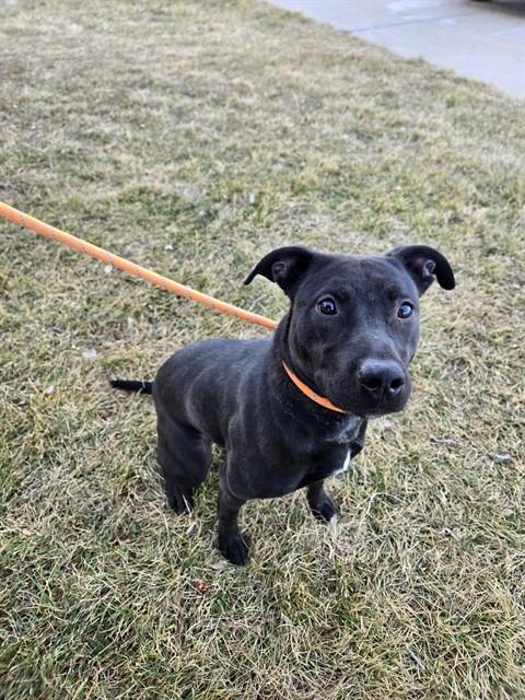 Enlarge ARIYANA, a Adoptable mixed breed in Casper, WY image 1/1