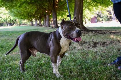Puppy Chulo, Adoptable, Adult Male American Staffordshire Terrier & Fox Terrier.