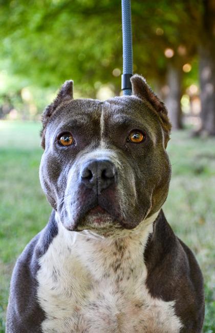 Enlarge Puppy Chulo, a Adoptable mixed breed in Yakima, WA image 2/3