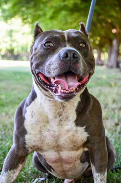 Enlarge Puppy Chulo, a Adoptable mixed breed in Yakima, WA image 3/3