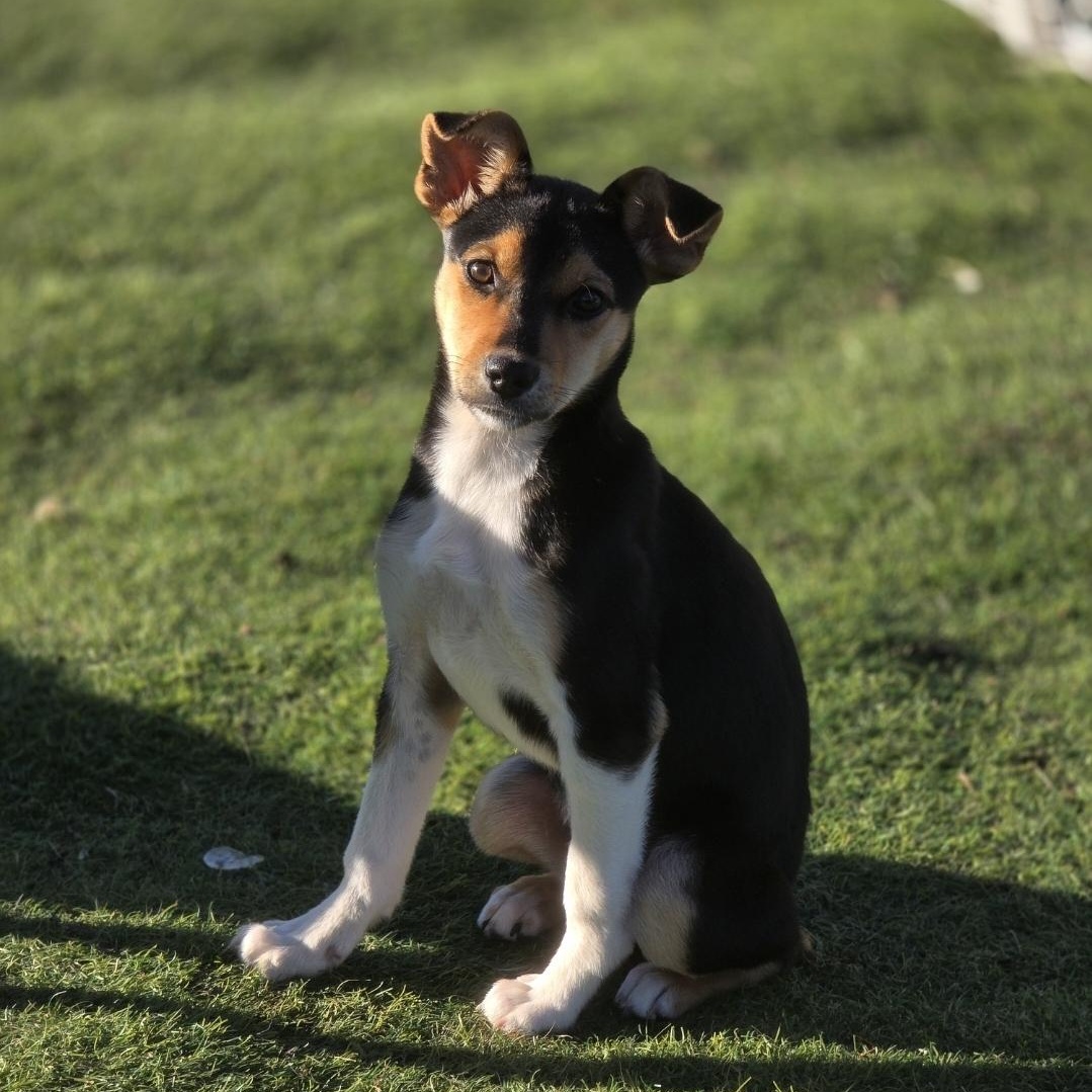 Enlarge Chloe, a Adoptable mixed breed in Lindstrom , MN image 4/4