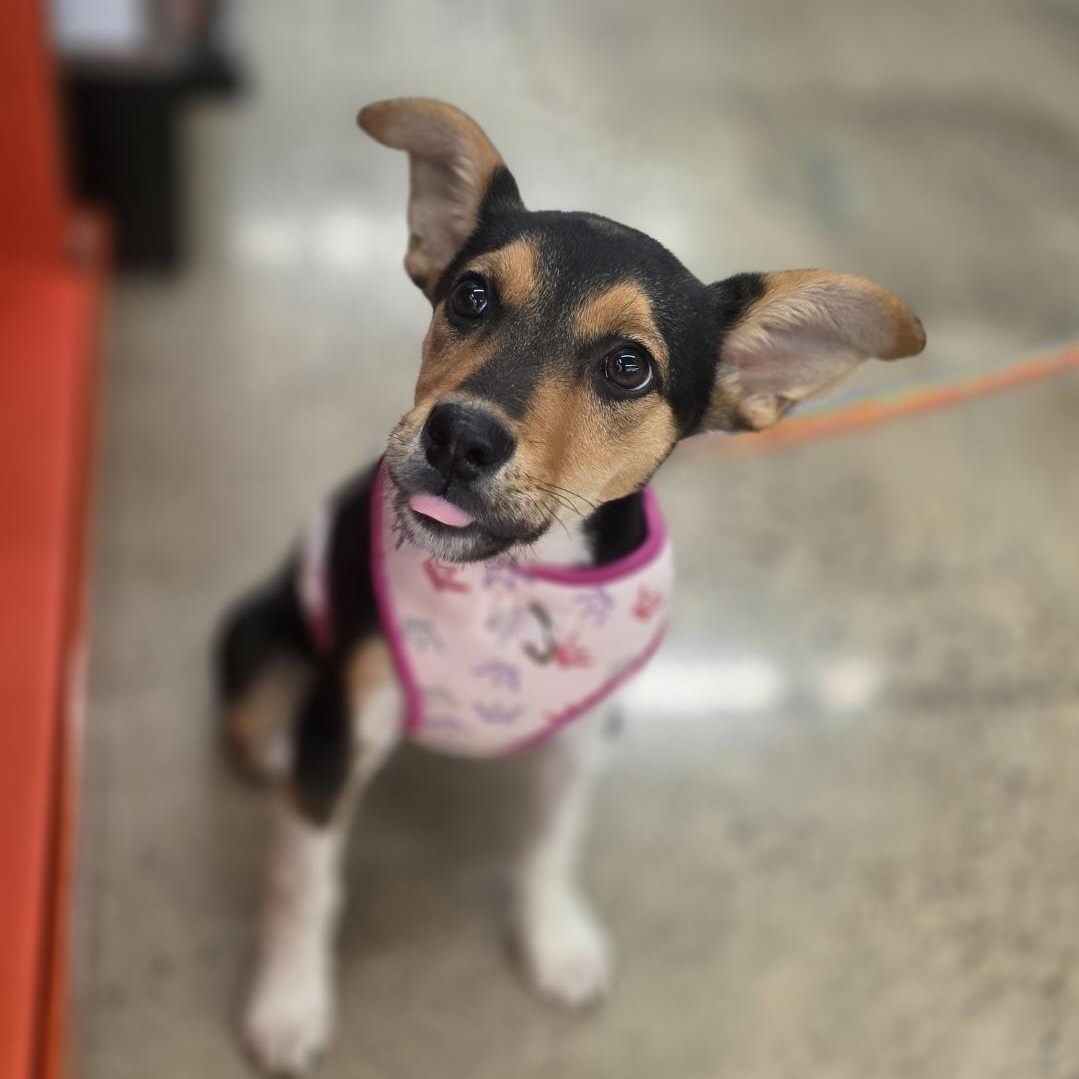Enlarge Chloe, a Adoptable mixed breed in Lindstrom , MN image 1/4