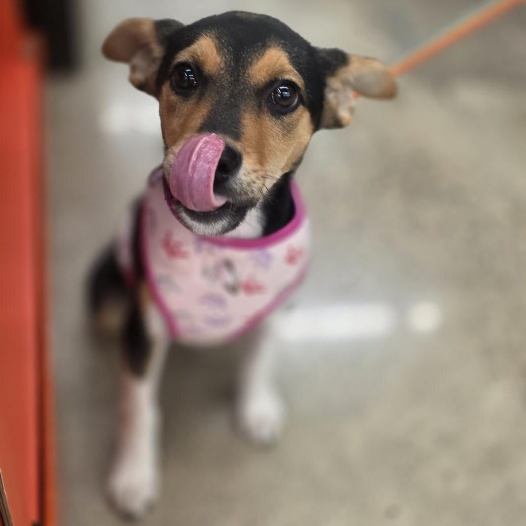 Enlarge Chloe, a Adoptable mixed breed in Lindstrom , MN image 3/4