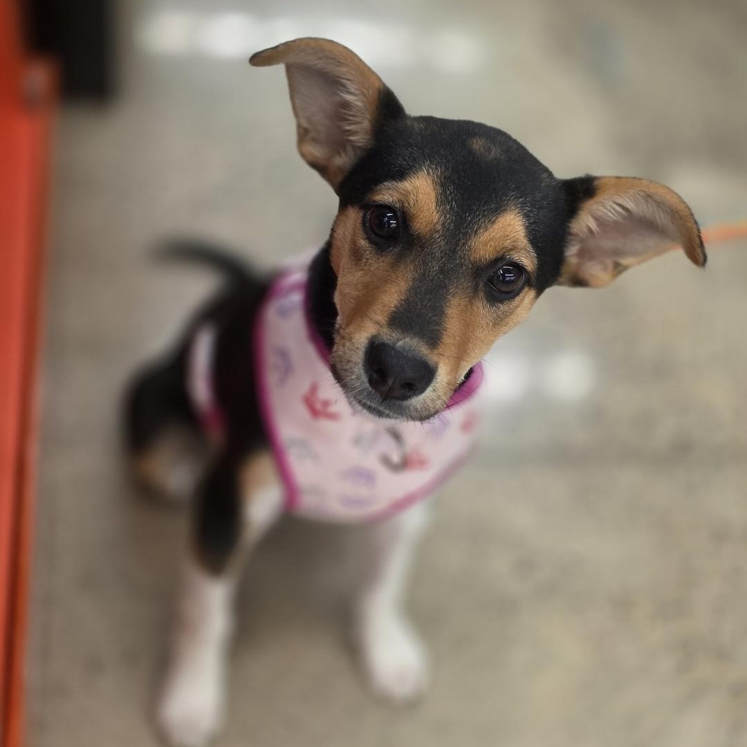 Enlarge Chloe, a Adoptable mixed breed in Lindstrom , MN image 2/4