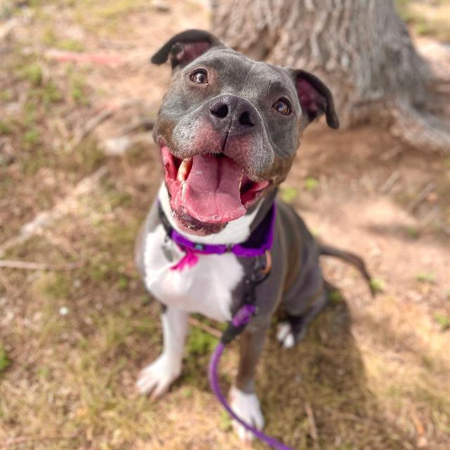 JADA, Adoptable, Adult Female Pit Bull Terrier & Mixed Breed.