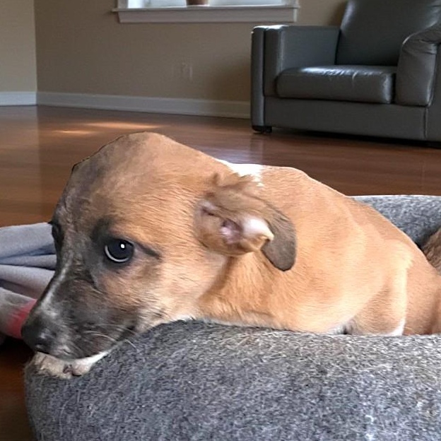 Nova, an adopted mixed breed in Encinitas, CA image 2/4