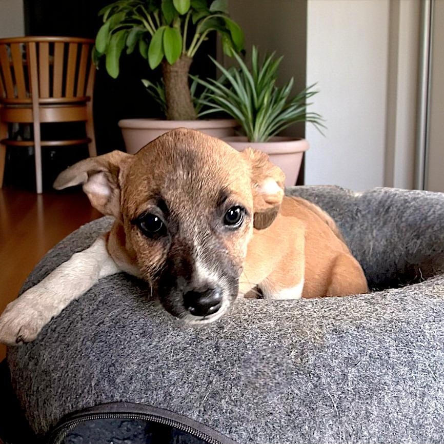 Nova, adopted, Puppy Female Shepherd.