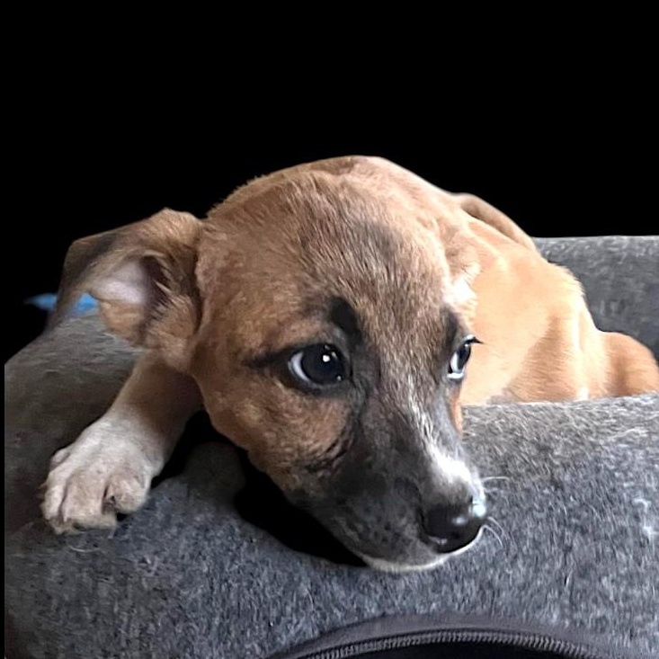 Nova, an adopted mixed breed in Encinitas, CA image 3/4