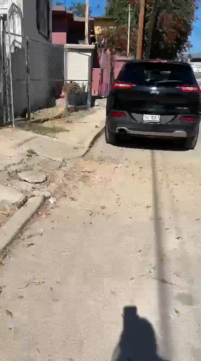 Enlarge Nova, an adopted mixed breed in Encinitas, CA video 4/4