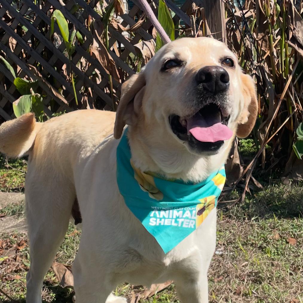 Enlarge Rivers, a Adoptable Yellow Labrador Retriever in West Point, MS image 5/6